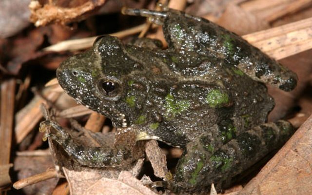 Northern Cricket Frog reference
