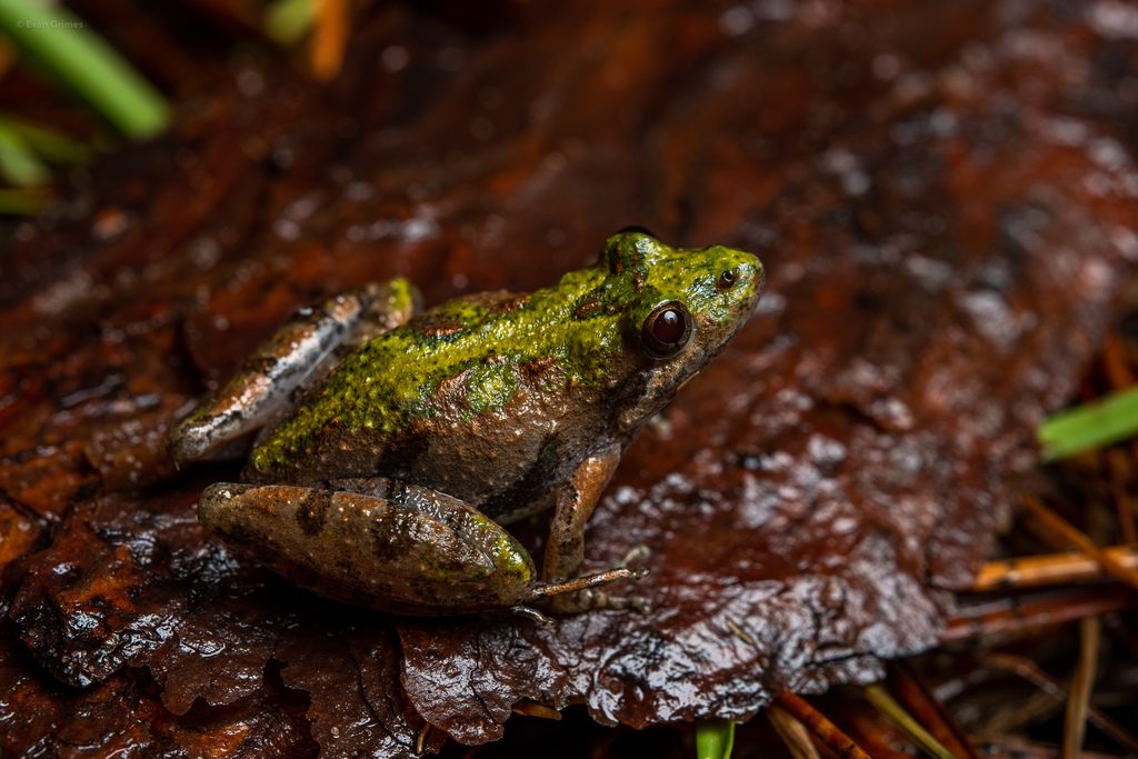 Southern Cricket Frog reference