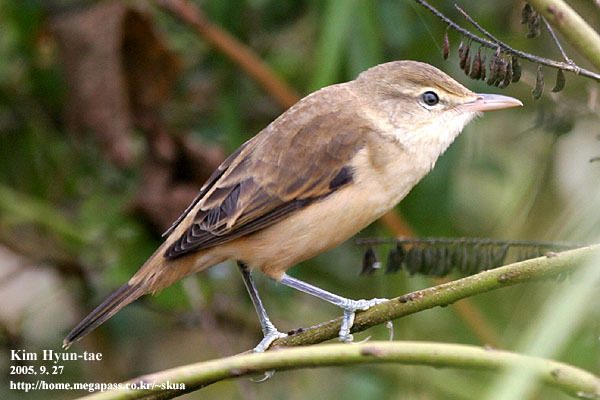 Oriental Reed Warbler reference