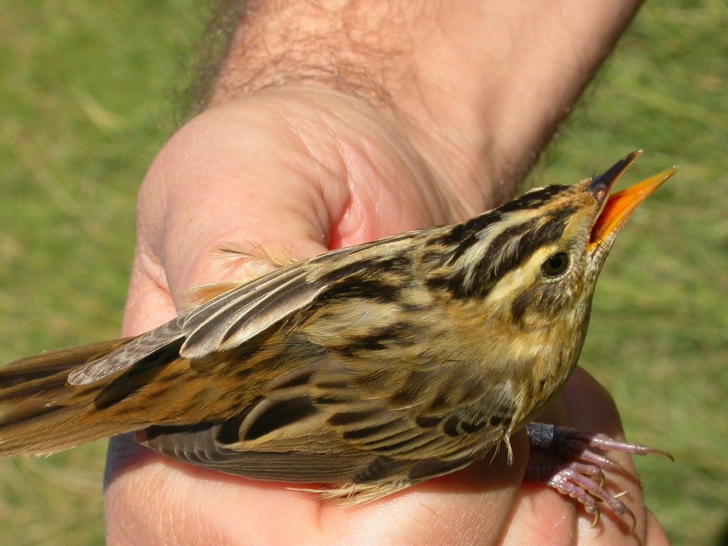 Aquatic Warbler reference