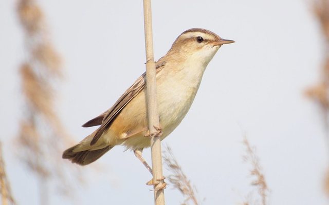Sedge Warbler reference