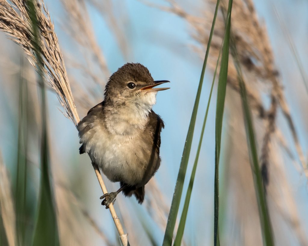 European Reed Warbler reference