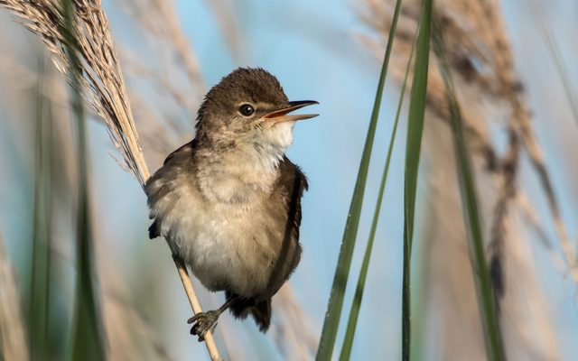Reed Warbler reference