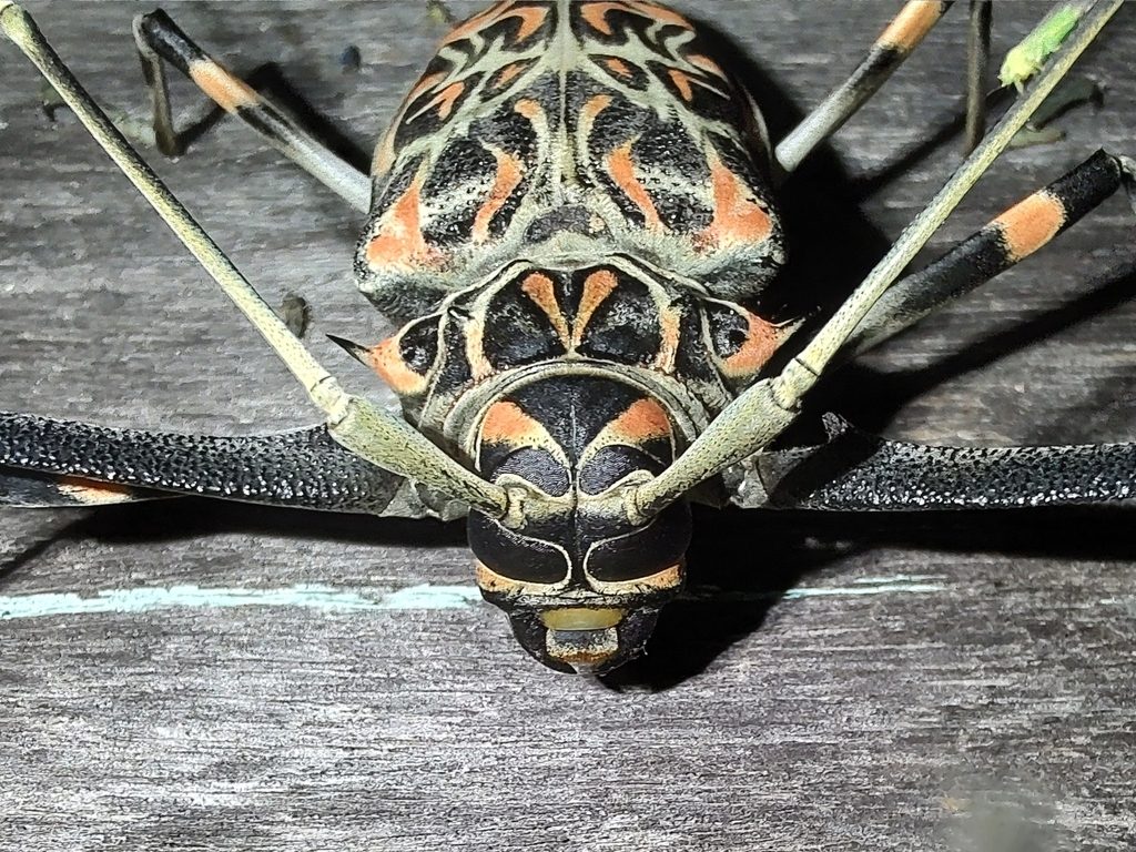 Harlequin Beetle reference
