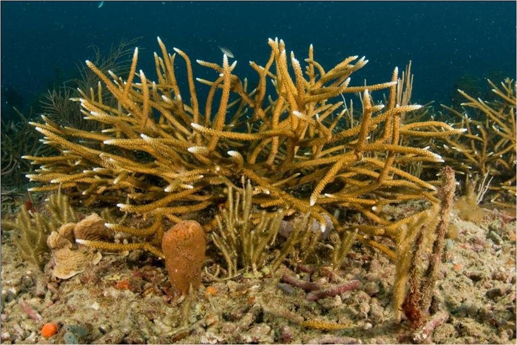 Staghorn Coral reference