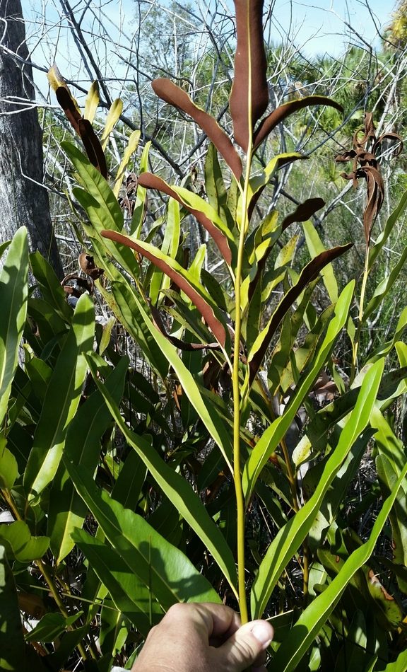Golden Leather Fern reference