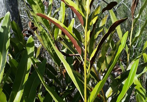 Golden Leather Fern reference