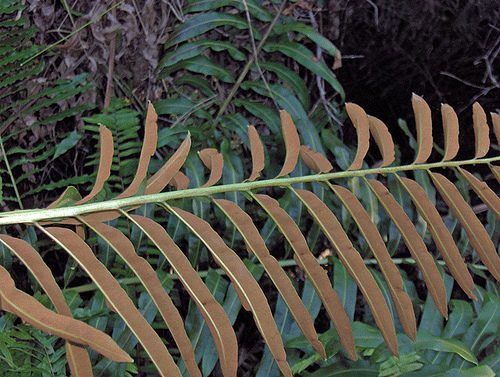 Giant leather fern reference