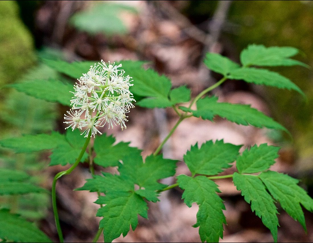 white baneberry reference