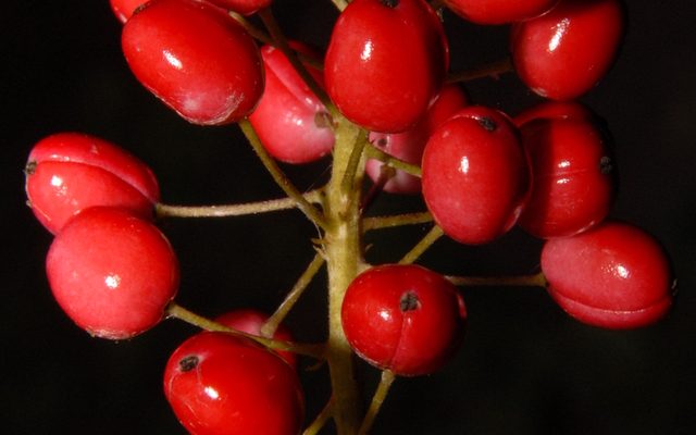 Red Baneberry reference