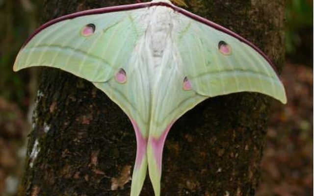 Indian Moon Moth reference