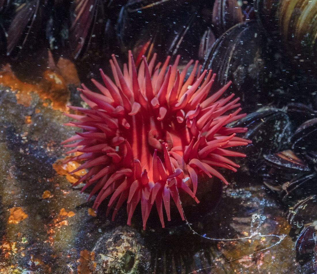 Beadlet Anemone reference