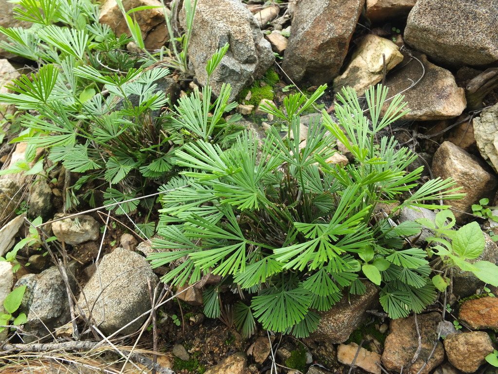Peacock's Tail Fern reference