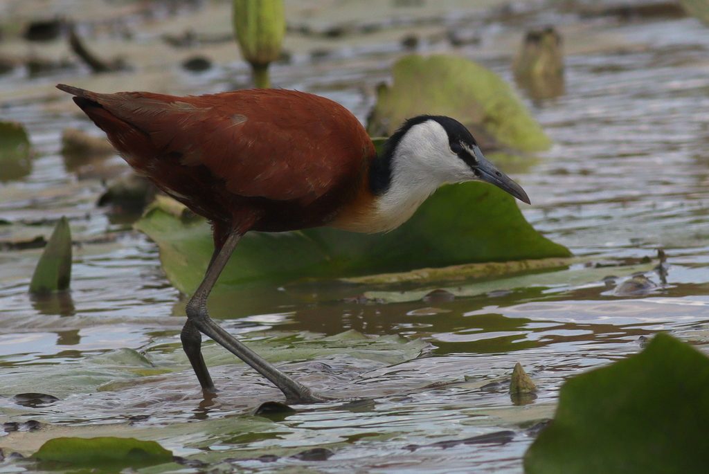 African Jacana reference