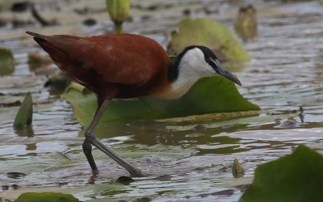 African Jacana reference