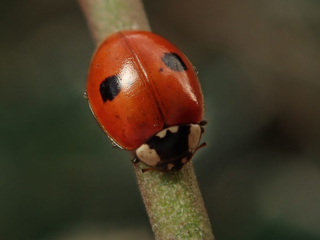 Two-spotted Ladybird reference