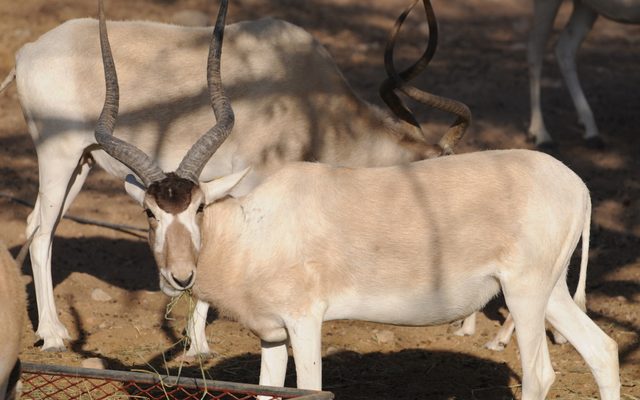 Addax reference