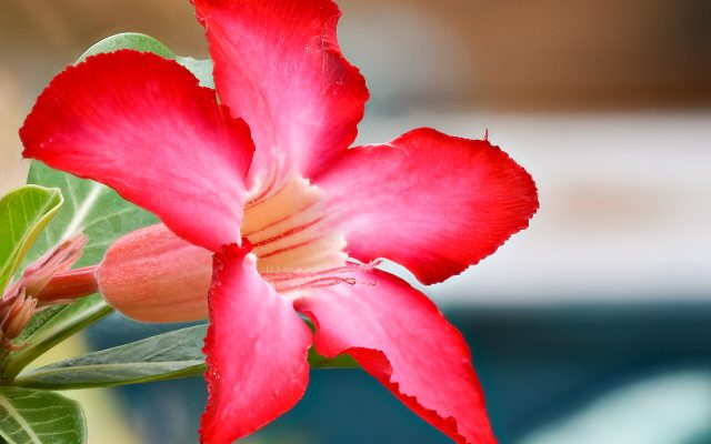 Desert Rose reference