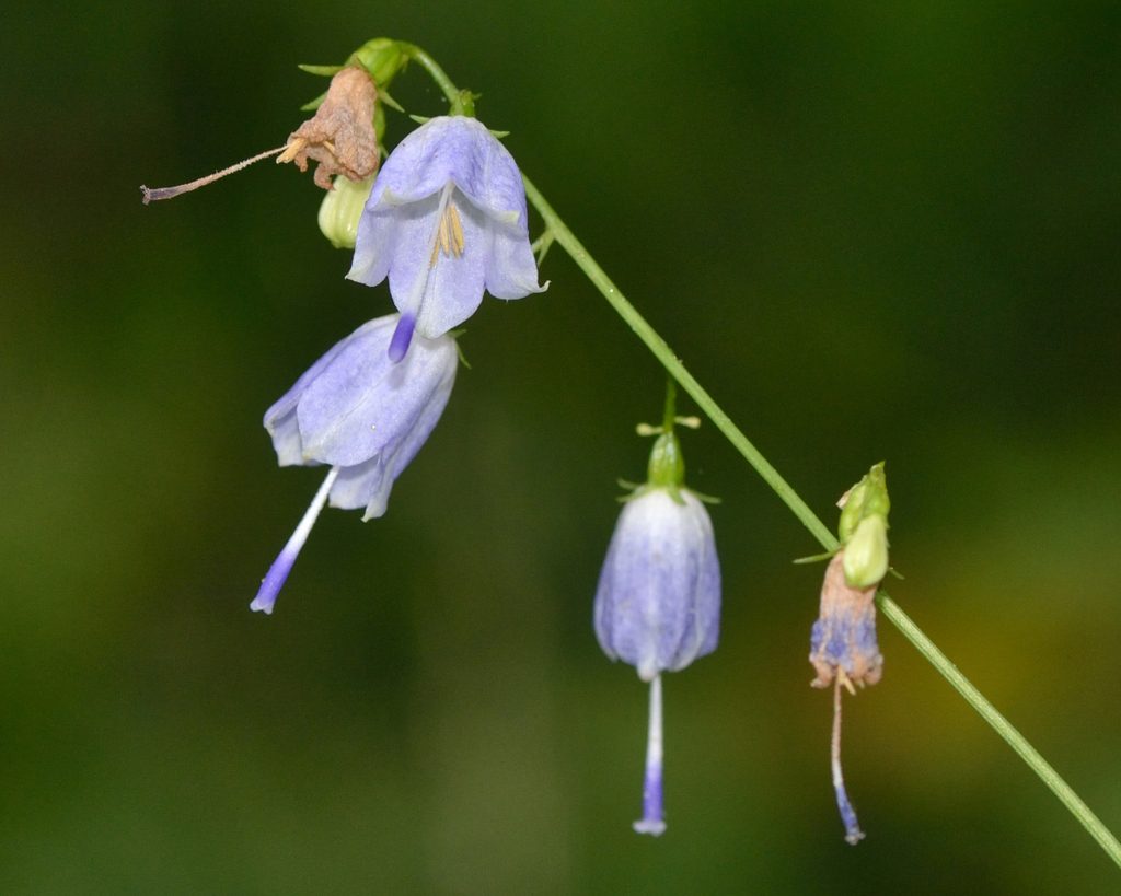 Lilyleaf Ladybells reference