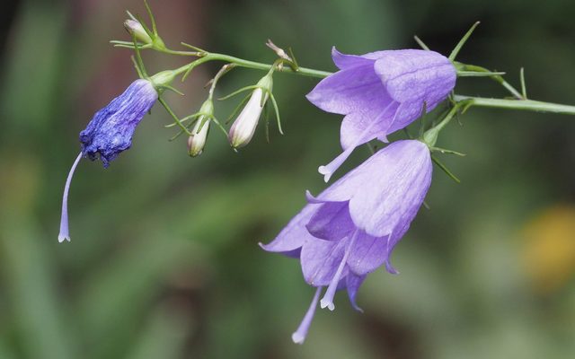Three-Leaved Ladybell reference