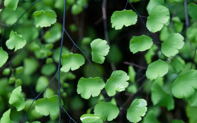 California Maidenhair Fern reference