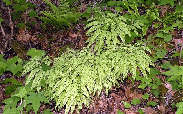 Northern Maidenhair Fern reference