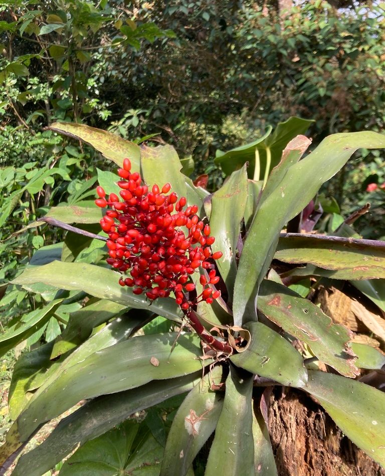 Aechmea miniata reference