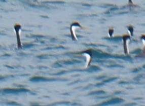 Clark's Grebe reference