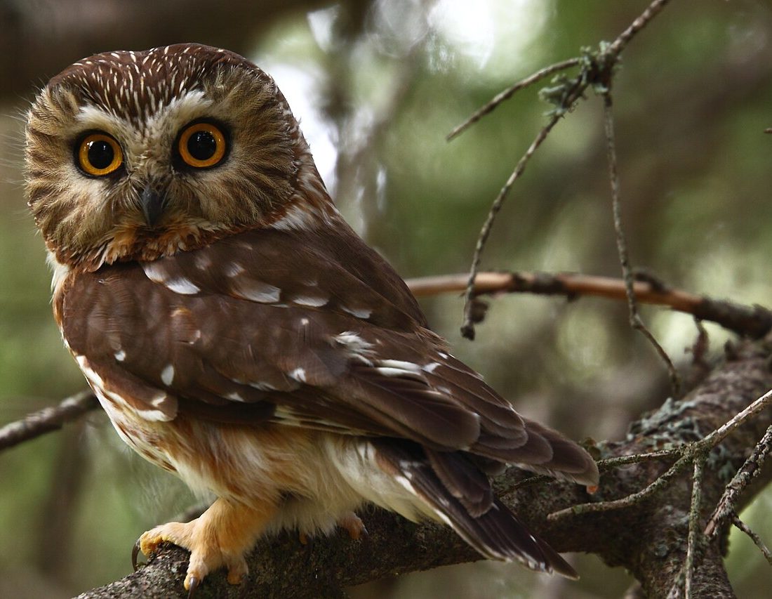 Northern Saw-whet Owl reference