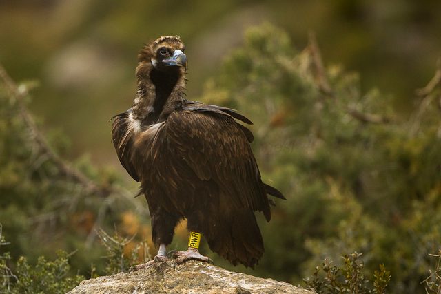 Cinereous Vulture reference