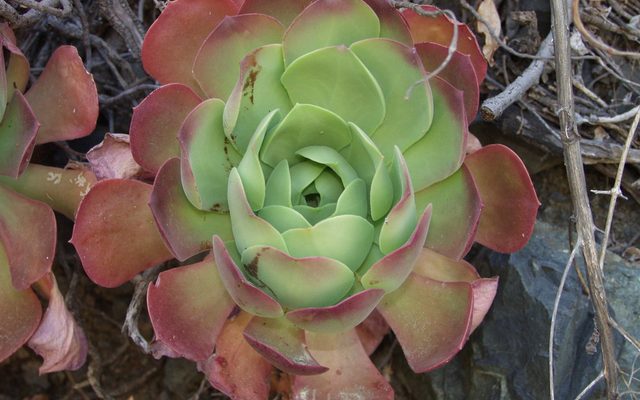 Canary Island Aeonium reference