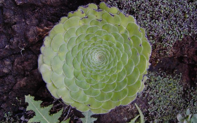 Flat-topped Aeonium reference