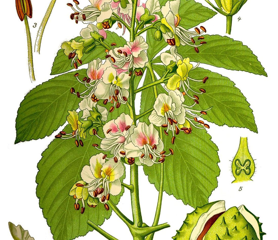 horse-chestnut reference