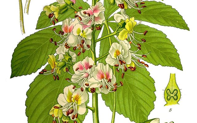 Horse Chestnut reference