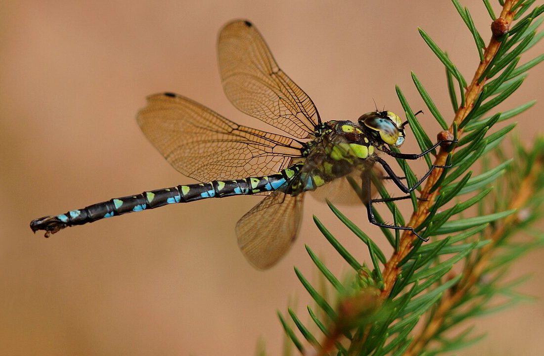 Southern Hawker reference