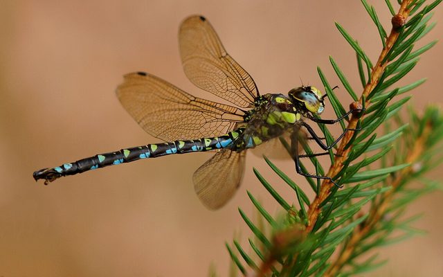 Southern Hawker reference