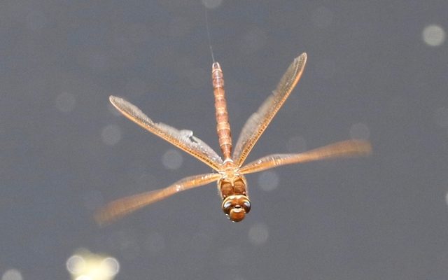 Brown Hawker reference