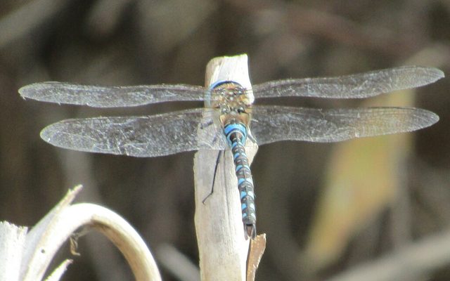 Migrant Hawker reference