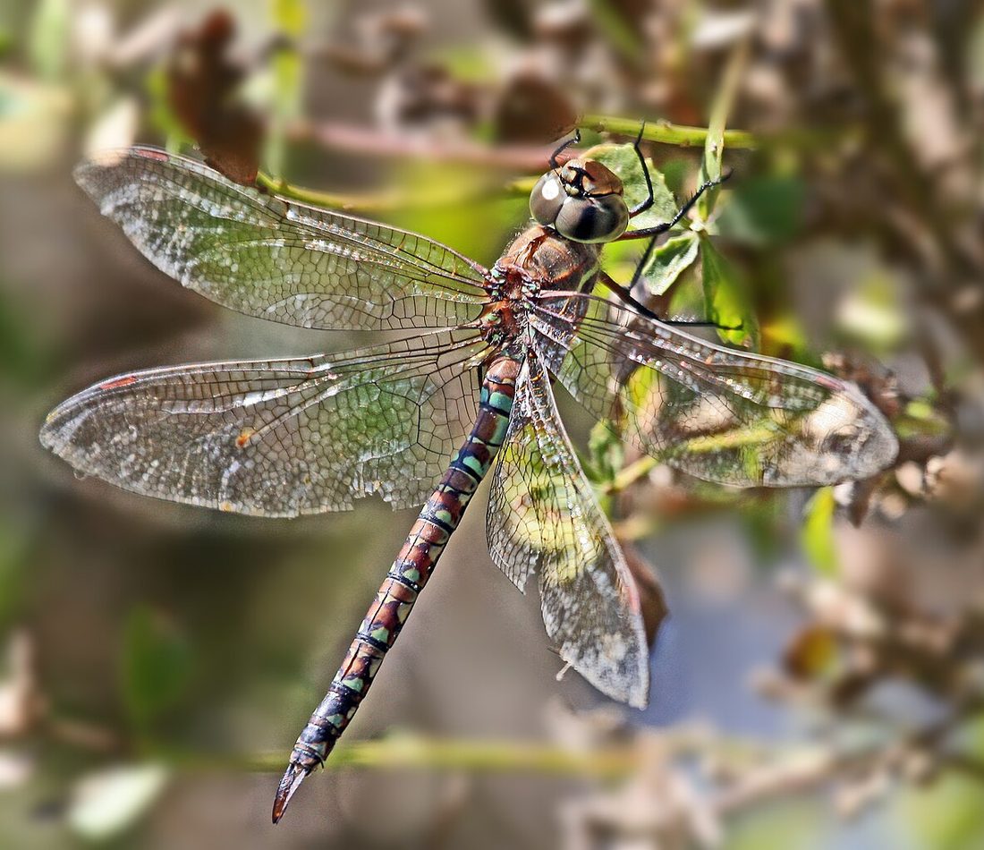 Blue-eyed Darner reference