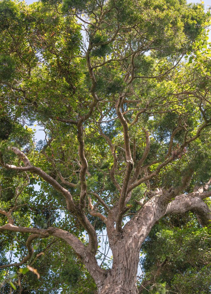 African Fern Pine reference