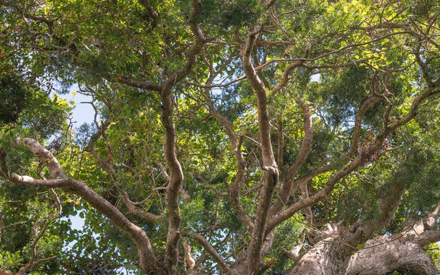 Outeniqua Yellowwood reference