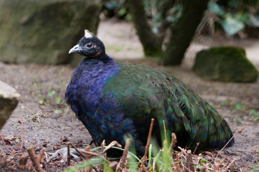Congo Peafowl reference