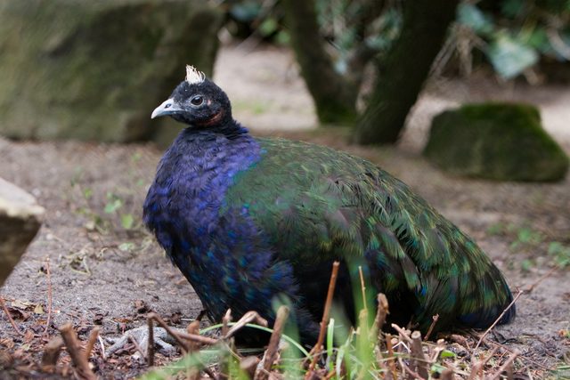 Congo Peafowl reference