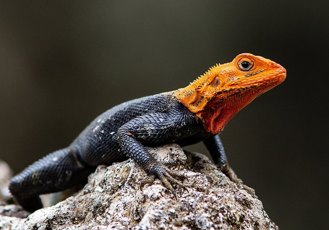 Agama agama reference