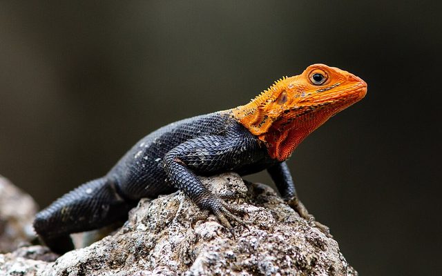 Common Agama reference