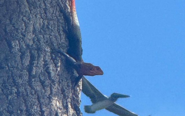 Peter's Rock Agama reference