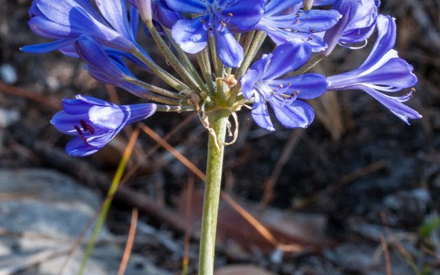 African Lily reference