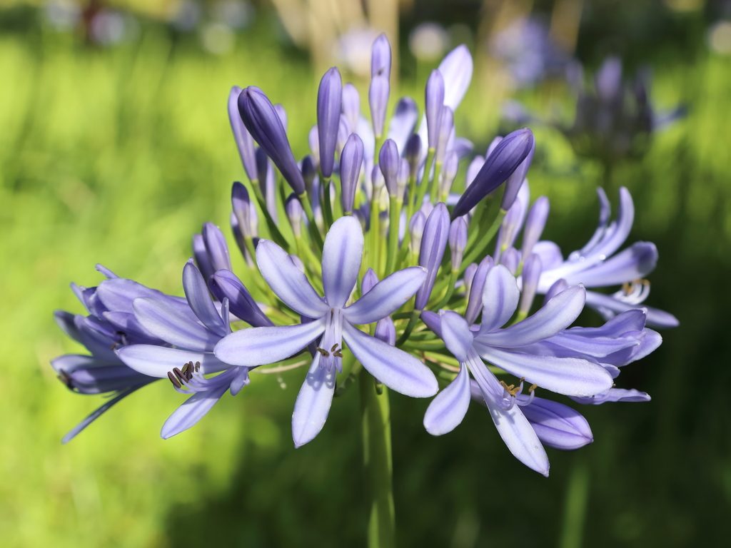 blue lily reference