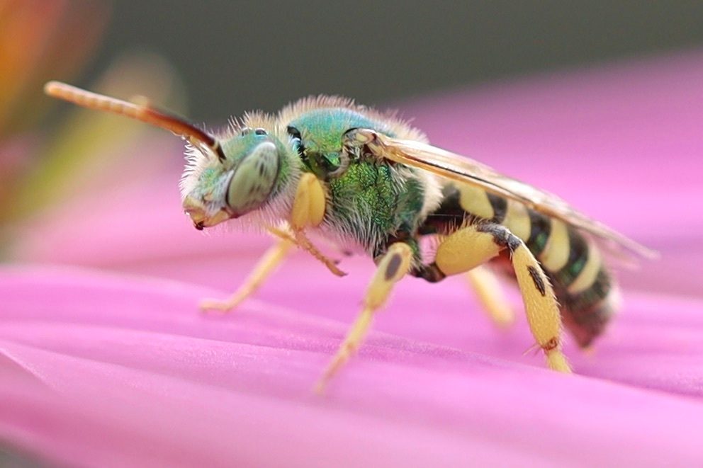 Texas Striped Sweat Bee reference