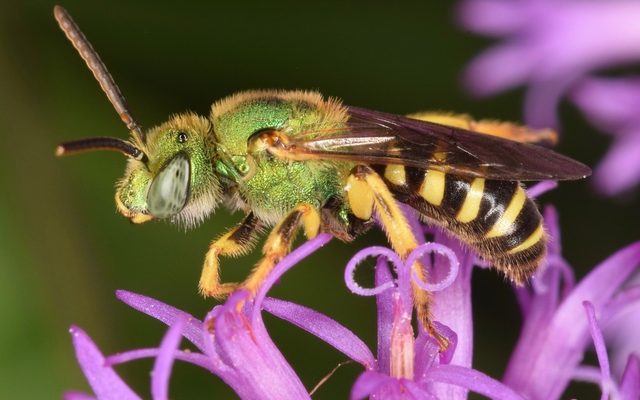 Bicolored Striped Sweat Bee reference